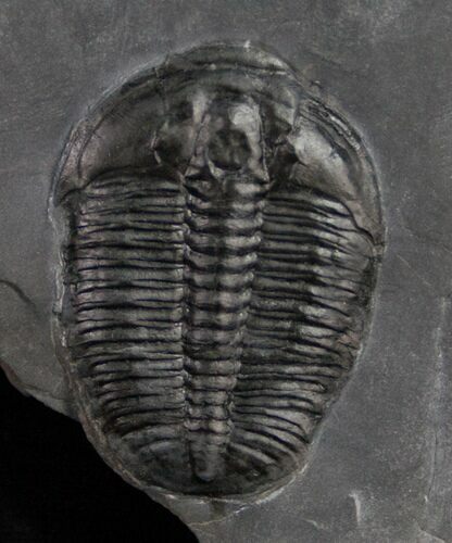 Large Elrathia Trilobite In Matrix - Utah #10460